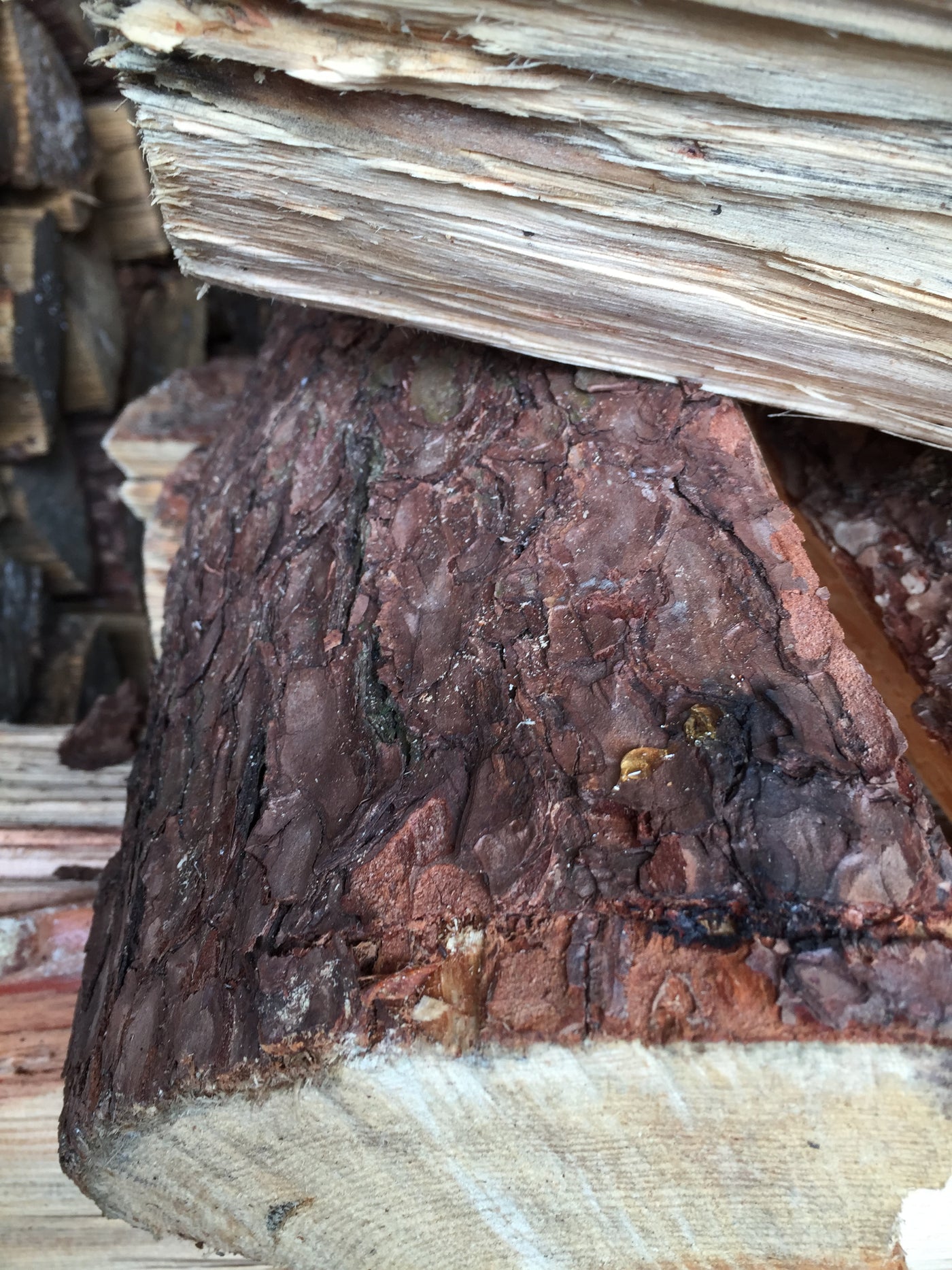 Smoky Pine