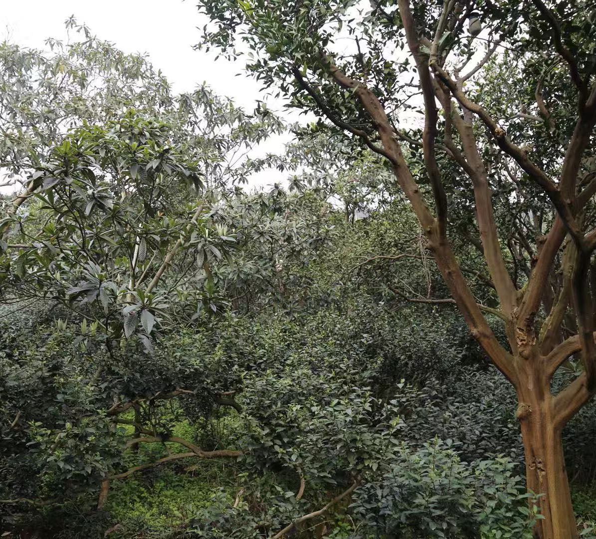 Loquat Companion